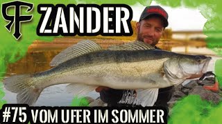 Zanderangeln vom Ufer im Sommer mit dem Gummifisch