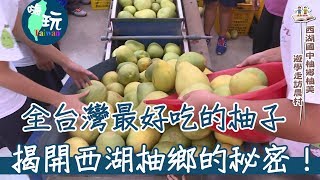 【嗨玩台灣】全台最好吃柚子  揭開西湖柚鄉的秘密！