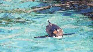 【東京】ペンギン🐧　@葛西臨海水族園