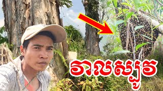 ខែប្រាំងយើងអាចសន្សំឃ្មុំបាន ឃ្មុំនៅវាលស្បូវ In the dry season, we can save bees, bees in Veal Sbov