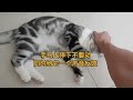 全网最冤猫猫 猫抓人咬人正确纠正方式