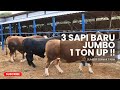 PENDATANG BARU SAPI JUMBO 1 TON UP ‼️ | SUMBER TERNAK FARM