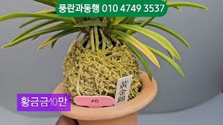 1/6 난테크  시작하세요~~^^  풍란과동행 010 4749 3537