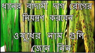 ধানের বাদামী রোগের দেখা দিলে কিভাবে রোগটি চিনবেন বা নিয়ন্ত্রণ করবেন | #ধানের রোগ  #ধানচাষ