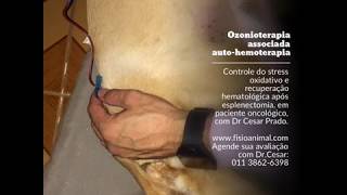 Ozonioterapia Veterinária