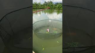 农村古老的捕鱼抬网方法Ancient rural fishing method of lifting nets #fishing #fish #fishtrip #lxmfamily #農村生活