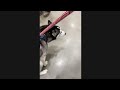 HUSKY POOPS INSIDE A STORE!!! #shorts