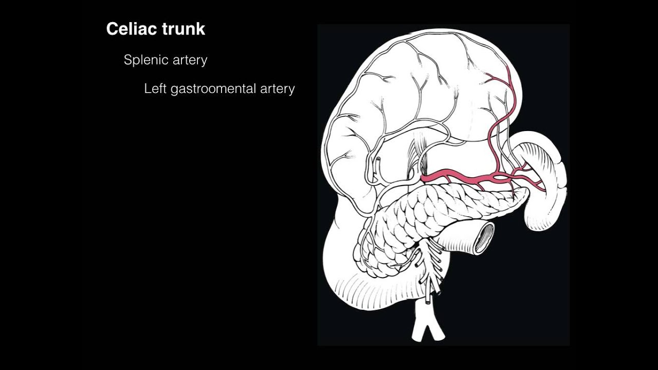 Celiac Trunk - YouTube