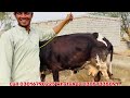 rana manzoor khangher cows australian friesian cross cows croos cows in punjab 7 february 2