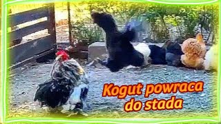 Kogut wraca do stada | Nowa kura w stadzie 🐓🐔 Kury witają koguta.