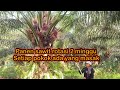 Panen sawit rotasi 2 minggu setiap pokok ada yang masak