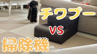 掃除機が怖いのにずっとついてきちゃう愛犬が可愛すぎたwww (チワプー/多頭飼い)