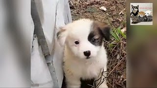 Helping a Stray Puppy: The Bond Between Human and Dog After a Chance Encounter in a Desolate Place.