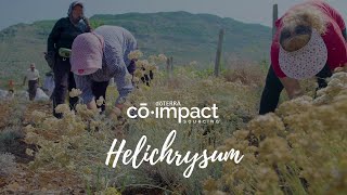 Co-Impact Sourcing: Helichrysum