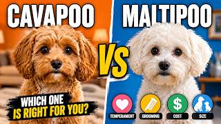 Cavapoo vs Maltipoo | 10 Differences That Will Help You Choose