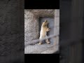 なにしてるの？（旭山動物園　ホッキョクグマのピリカと赤ちゃん） ホッキョクグマ shorts