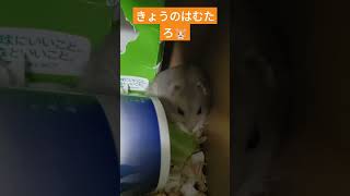 はじめてペレットを食べ残していてびっくり心配したのですが、どうやら飽きたみたいです。相変わらずキャベツはむっしゃむしゃ #ハムスター #ハムスター日記 #癒し  #shorts