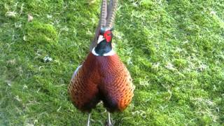 Common Pheasant demonstrating his sound