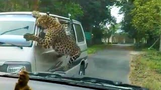 Encontros mais Loucos Entre Animais e Carros Capturados em Câmera