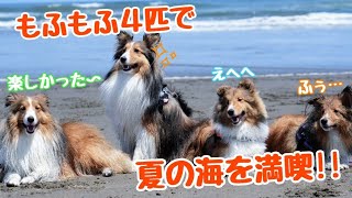 もふもふのシェルティ４匹が夏の海で大はしゃぎ！最高の思い出ができました♪〜アソビレッジ２日目〜  Dogs had a good time on the beach