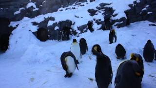 2013.02.06　北海道 旭川　旭山動物園　ペンギン