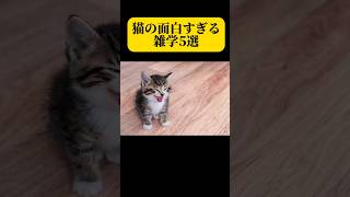 猫の面白すぎる雑学5選