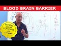 Blood Brain Barrier | Structure & Function