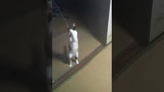 【猫動画】三毛猫じゃらし#shorts