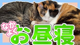 【癒し】姉妹で仲良くお昼寝するかわいい猫/キジトラと三毛猫