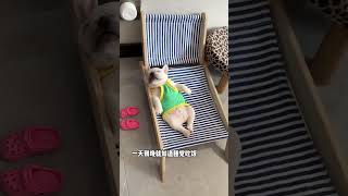 家人们它从来不做家务只会睡觉🤣🐶 #bulldog #frenchbulldog #可愛 #法鬥 #狗 #發財 #萌寵 #寵物 #搞笑 #戲精