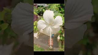 very beautiful milky white hibiscus flower #hibiscus #flowers #beautiful #gardening