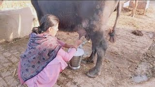 Uttar murrah nasal buffalo milking