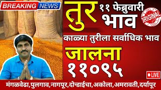 🔴सर्वात जास्त भाव,जालना,आजचे तुर बाजार भाव,११ फेब्रुवारी,काळी तुर ११ हजारावर संपुर्ण राज्यातील भाव🌱