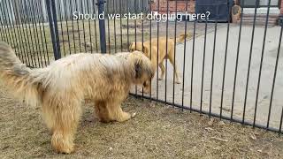 Briard Barking At A Dog Behind The Fence