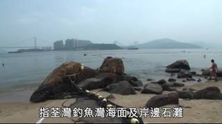 【放生變殺生】200淡水巴西龜海中獲救