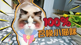 【米多有猫隐】布偶猫一喊就来，被铲屎官百分百召唤，高萌超甜