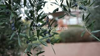 Torbreck Tales : Descendant Olive Oil