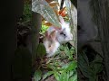 my bunny sembunyi di semak semak ketauan ngantuk