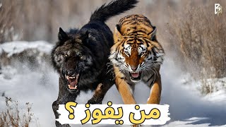 نمر مقابل ذئب -  من سيحسم المعركة؟