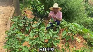 1颗茄苗想结50-60个茄子，花期修剪很重要，很多人不知道