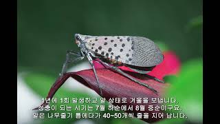 'My name is' series(insect 1)_꽃매미(Lycorma delicatula)