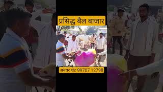 प्रसिद्ध बैल बाजार | Chalisgaon Bail Bazaar 🔥🔥