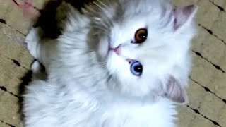 Cute white persian cat playing