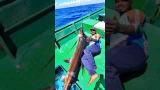 Fishing for MONSTER Sailfish