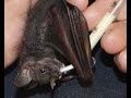 The Rescue Work of Bat World Sanctuary