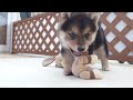 【豆柴】子犬　11 25　男の子♂　摂州宝山荘　mameshiba dog puppy （mame shiba inu