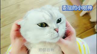 猫咪藏起耳朵，变身哆啦a梦表情包大PK，谁更可爱？ 激萌奖金 #猫咪 #猫咪的迷惑行为 #分享自己的生活