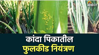 Onion Thrips Control: कांदा पिकातील फुलकिडीच्या नियंत्रणासाठी उपाययोजना | Agrowon