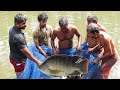 തിലാപ്പിയ | Thilapia Farm | Thilapia Fish Harvesting | Fish  Farming Kerala | Tilapia | Sani's Media