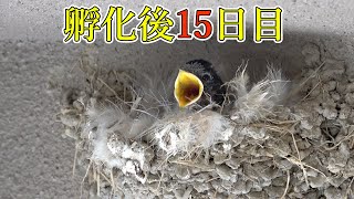 【2023/04/12】孵化後15日目、体が大きくなってきた！【ツバメ】